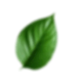 Folha verde que representa os ingredientes naturais do Ozenvitta